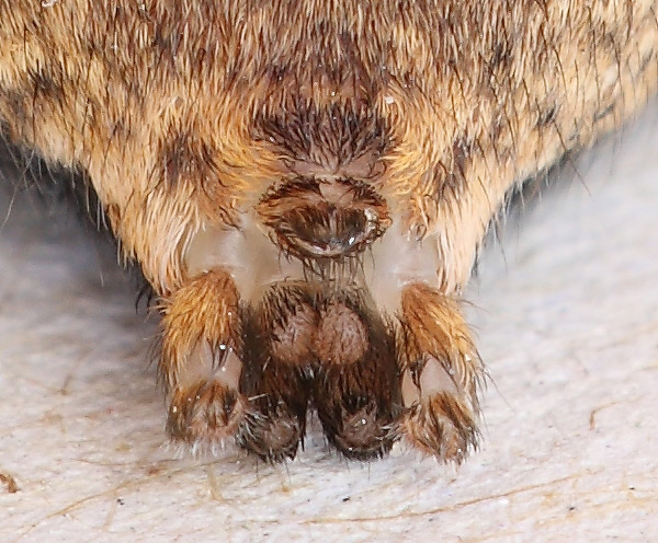 Alopecosa? No. Hogna radiata - Gavorrano (GR)